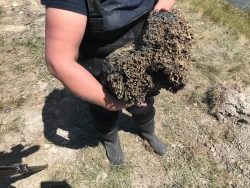 Invasive tube worm Ficopomatus enigmaticus in Ahuriri Estuary