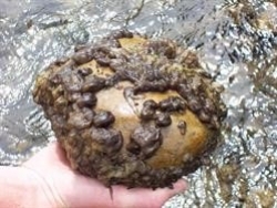 Didymo on a river cobble stone (Photo: Biosecurity NZ)   